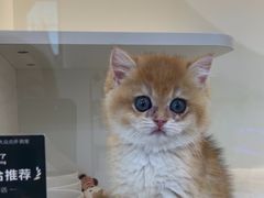 -小猫来了·猫舍(红山六九七九店)