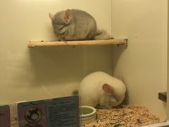 -龙猫仔乐园(惠福东路店)