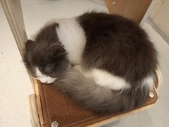 -飞行喵MR PILOT|猫舍·猫咖(静安大融城店)