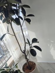 -HEYAN荷妍专业脱毛连锁机构