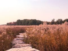 -西青郊野公园