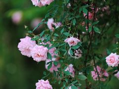 -鹅湖玫瑰文化园