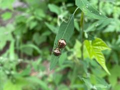 -鹫峰国家森林公园