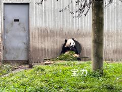 -卧龙中华大熊猫苑神树坪基地