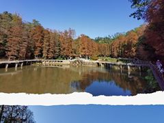-深圳仙湖植物园