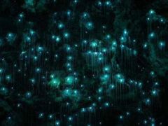 -怀托摩萤火虫洞