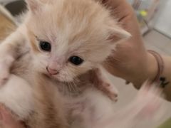 -平行世界·猫咖(首经贸店)