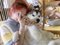 -Husky Go! 哈士奇体验馆·宠物咖啡厅狗咖