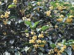 -浙江宾馆·花园餐厅·自助餐厅·茶吧