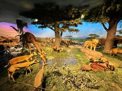 -国家自然博物馆