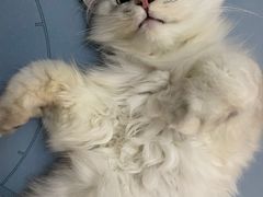 -屋虎猫馆(宝安大仟里店)