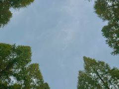 -黄海国家森林公园