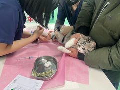 -北京观赏动物医院·24小时大型综合·猫专科·异宠专科