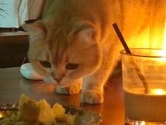 -咖法森林·咖啡  酒吧(天河店)