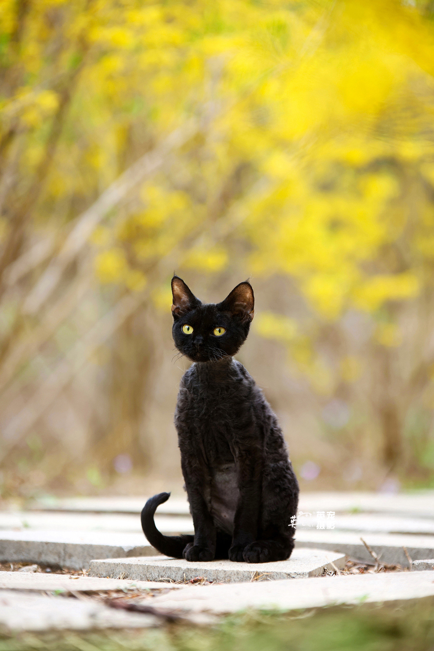 德文卷毛猫高清图片