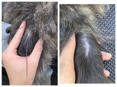 -PETKIT 小佩宠物·低压洗护·美容·寄养(安远店)