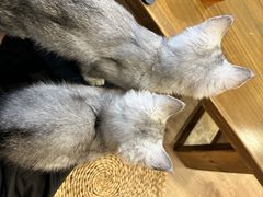 -楼上猫咖(罗湖店)