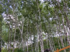 -御道口草原森林风景区