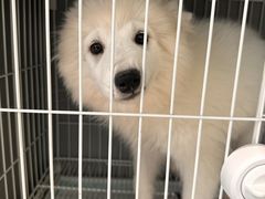 -翊宠yipet猫狗购宠庄园犬舍•猫舍