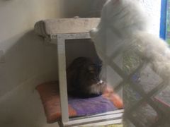 -Anne猫窝咖啡屋