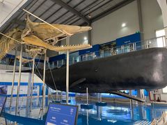 -上海海洋大学鱼文化博物馆(军工路校区)