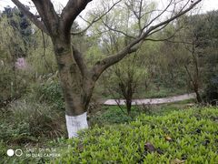 -铁山坪森林公园