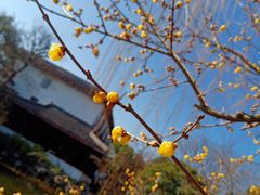 -东山雕花楼
