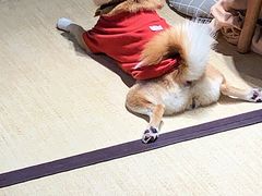 -逗柴咖啡屋·狗咖猫咖宠物桌游