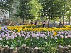 -洛阳郁金香牡丹园