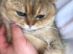 -飞行喵MR PILOT|猫舍·猫咖(静安大融城店)
