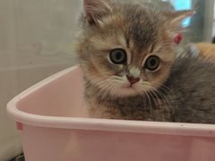 -babydoll猫舍·米努特·德文·缅因(久光中心店)
