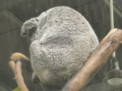 -广州长隆野生动物世界