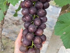 -马陆小张葡萄园农家乐