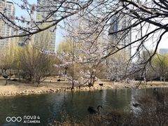 -长白岛森林公园