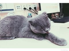 -芭比堂动物医院·24小时·眼科中心(深圳中心)