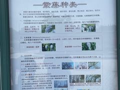 -嘉定紫藤园