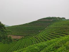 -龙坞茶村