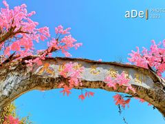 -天适樱花悠乐园