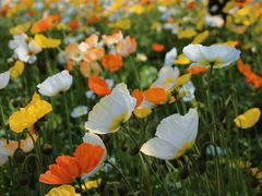 -名花谷生态庄园