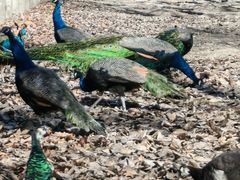 -北京麋鹿生态实验中心