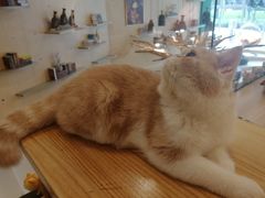 -飞行喵MR PILOT|猫舍·猫咖(静安大融城店)