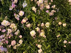 -天鹅湖体育公园