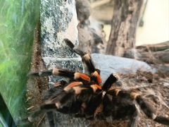 -南宫五洲植物乐园