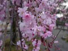 -醍醐寺