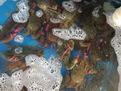 -宾朋海鲜特色美食餐厅·纯手工鲅鱼水饺(兴海路店)