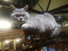 -more than meow吴止猫主题餐厅(承德 中船汇店)