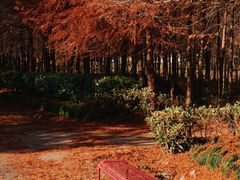 -上海海湾国家森林公园