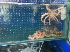 -小船渔村•大连菜•大连焖鱼(明泽街店)