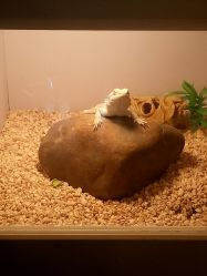 -椿树下·Tattoo纹身工作室