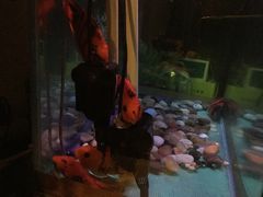 -清平路水族市场
